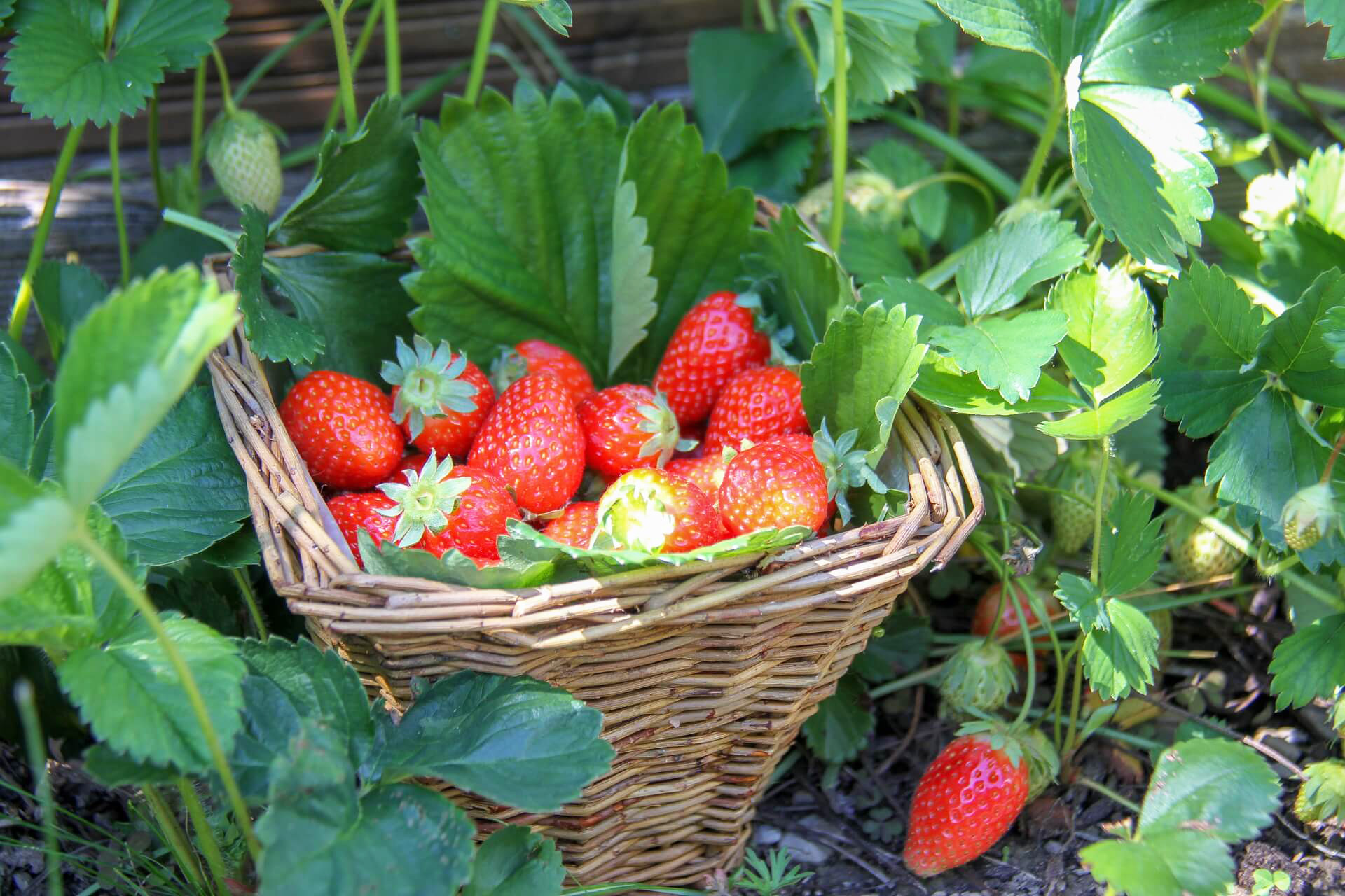 Jetzt frische Erdbeeren von Obstbau Watzig
